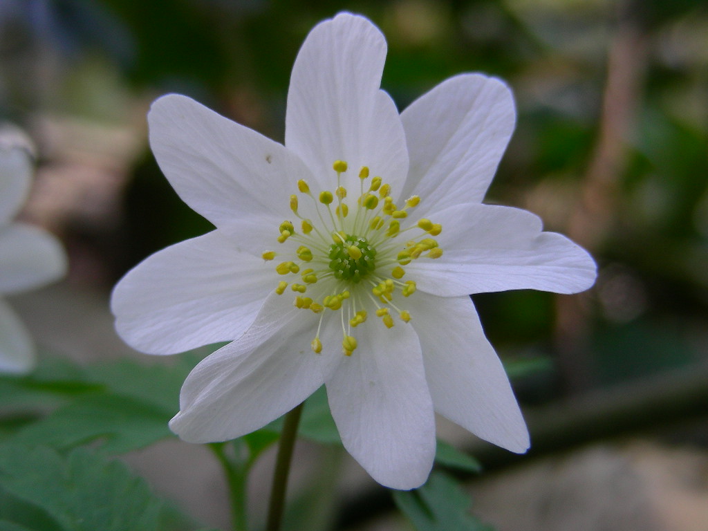 Anemone nemorosa / Anemone bianca, silvia
